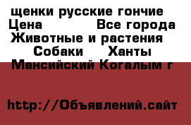 щенки русские гончие › Цена ­ 4 000 - Все города Животные и растения » Собаки   . Ханты-Мансийский,Когалым г.